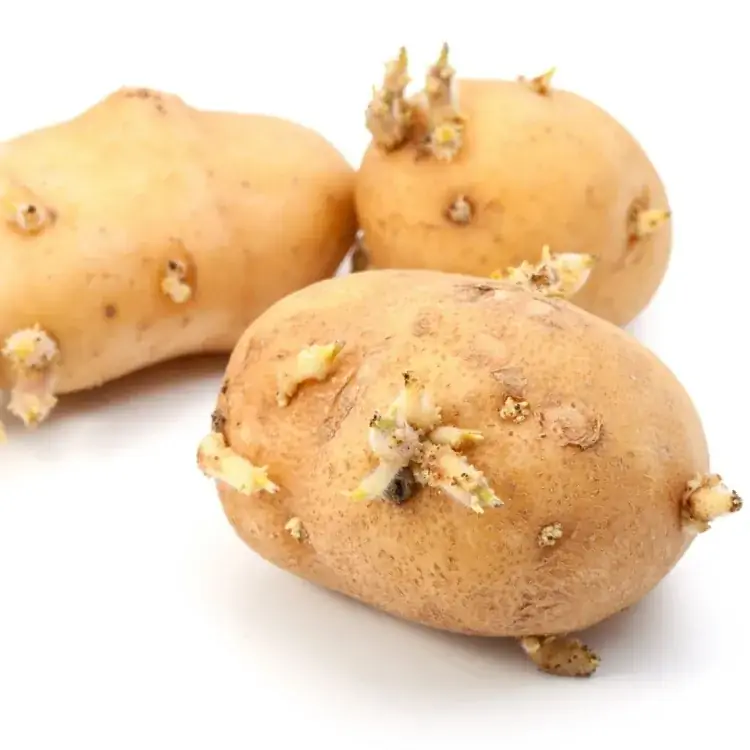 картофельные глазки