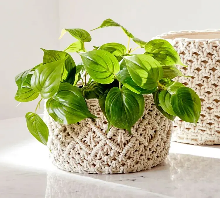 Pothos горшок для растений в помещении на открытом воздухе Pothos горшок для растений в помещении на открытом воздухе