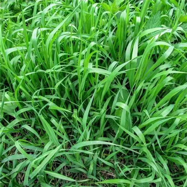 Quackgrass: Как от него избавиться?