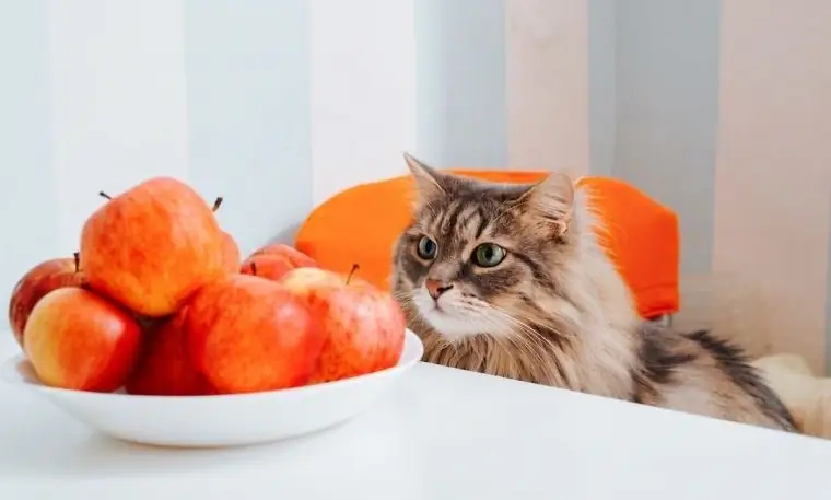 какую человеческую еду давать кошке