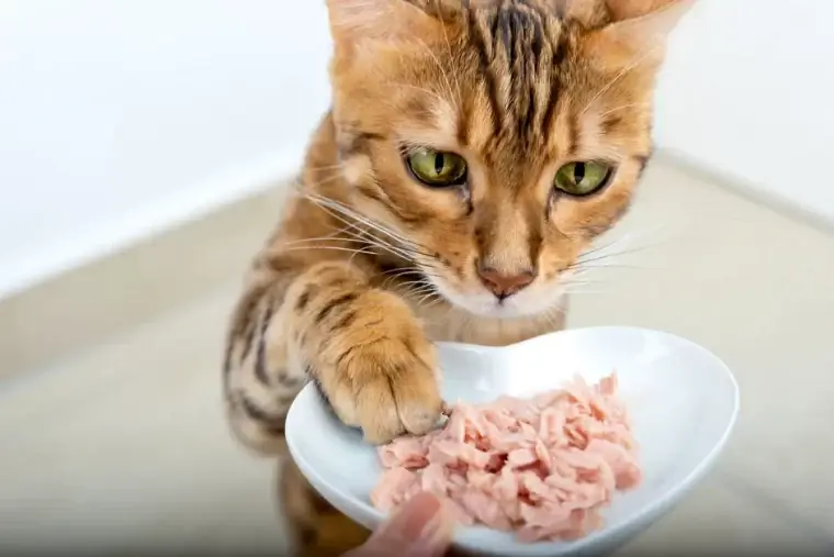 Безопасно ли давать кошке человеческую пищу?