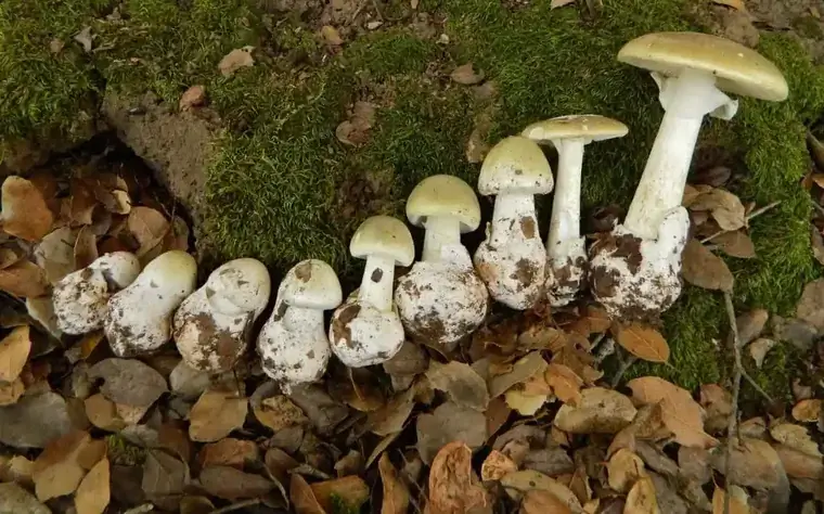amanita phalloides самый опасный гриб во Франции amanita phalloides самый опасный гриб во Франции