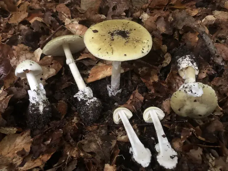 Смертельный гриб Amanita phalloides Смертельный гриб Amanita phalloides