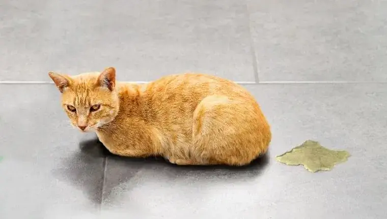 кошачья моча на диване