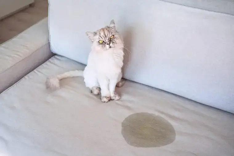 убрать кошачью мочу с матраса