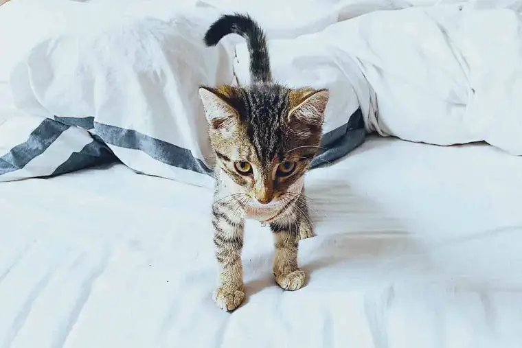 чистая кошачья моча