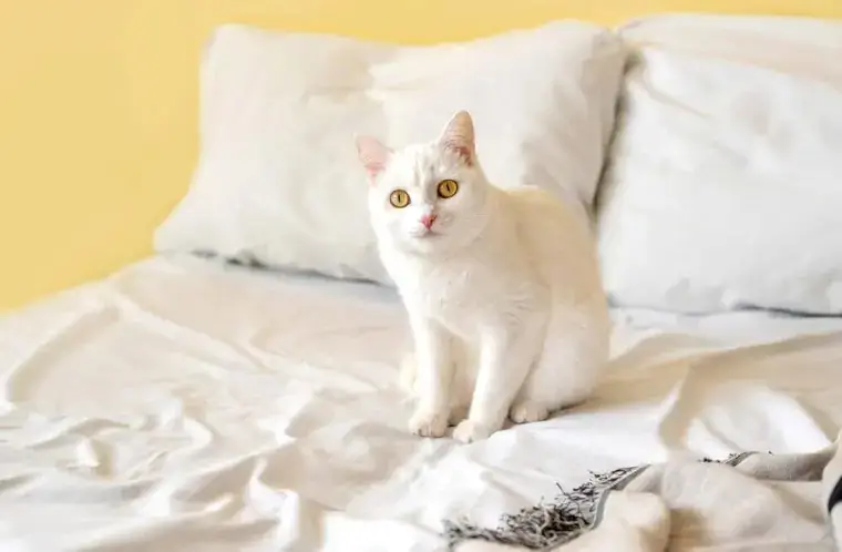трюк с кошачьей мочой