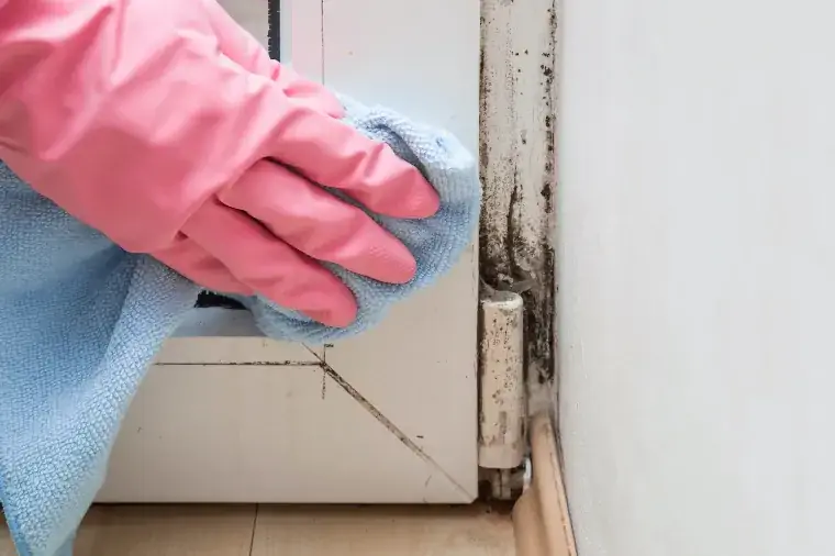 опасность черной плесени удалить