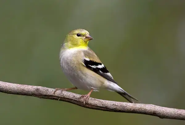 Советы и приемы фотографии для The Birder от Nature Focused