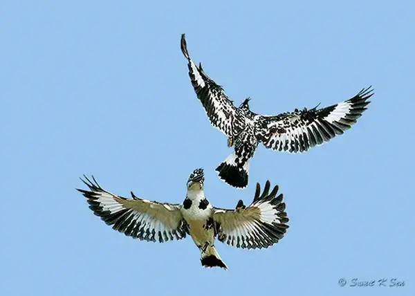 Советы и рекомендации по фотографии птиц от Kolkata Birds