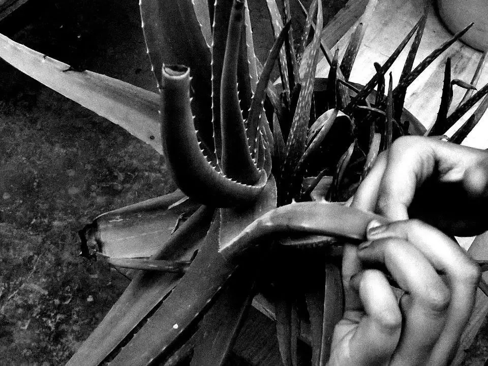 Другая любовь - серия фотографий индийского фотографа Девашиша Гаура