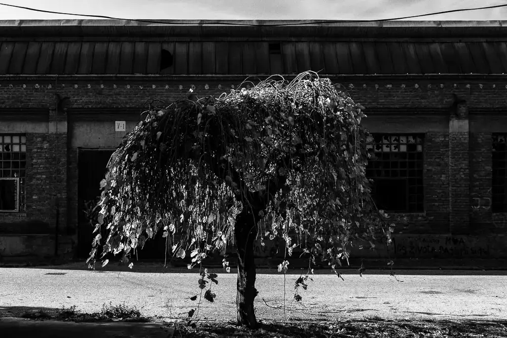 Дорога деревьев: красивая серия фотографий Антониса Гиакумакиса