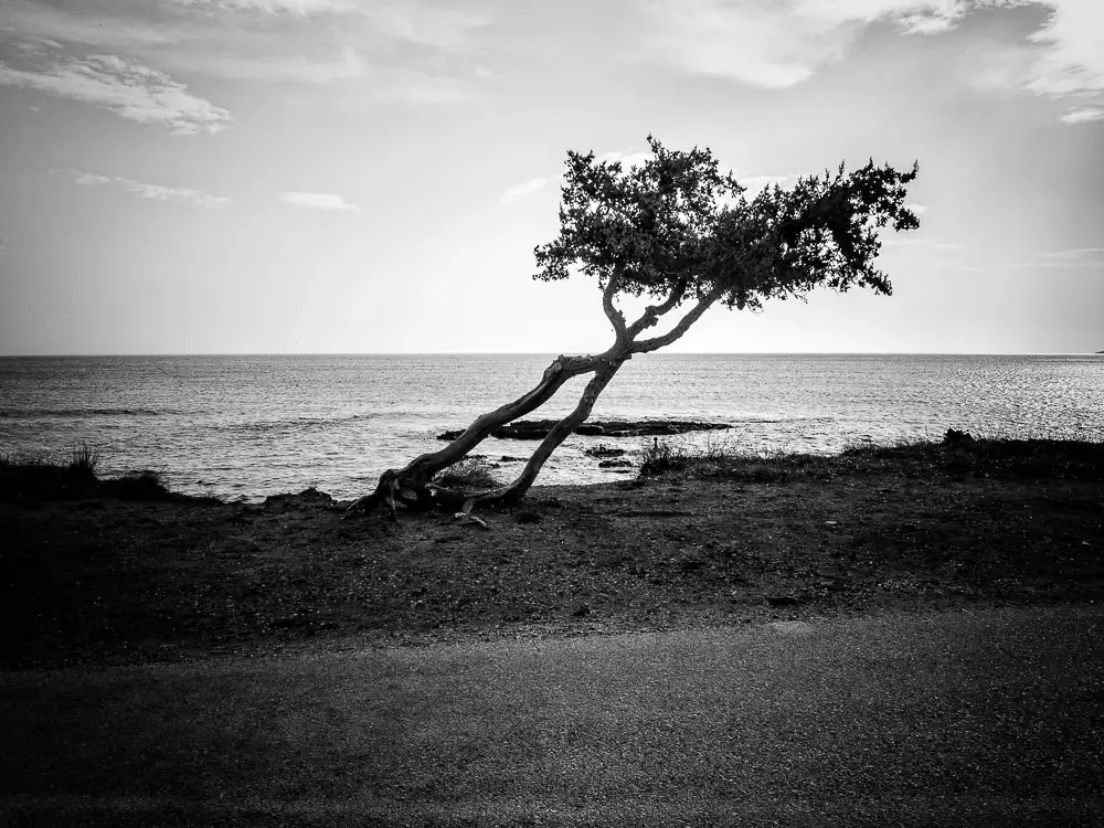 Дорога деревьев: красивая серия фотографий Антониса Гиакумакиса