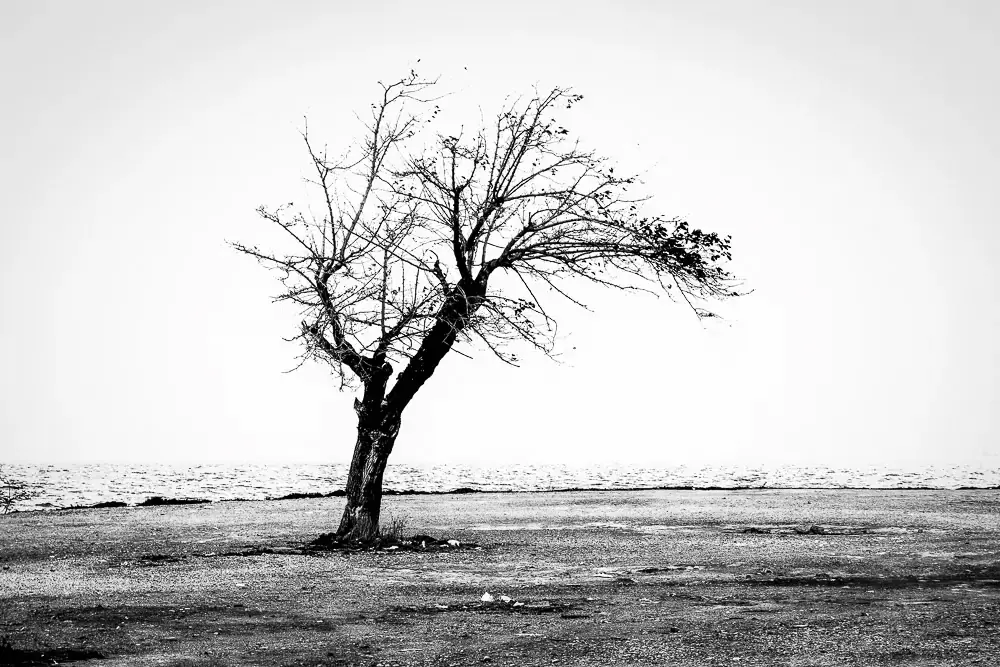 Дорога деревьев: красивая серия фотографий Антониса Гиакумакиса