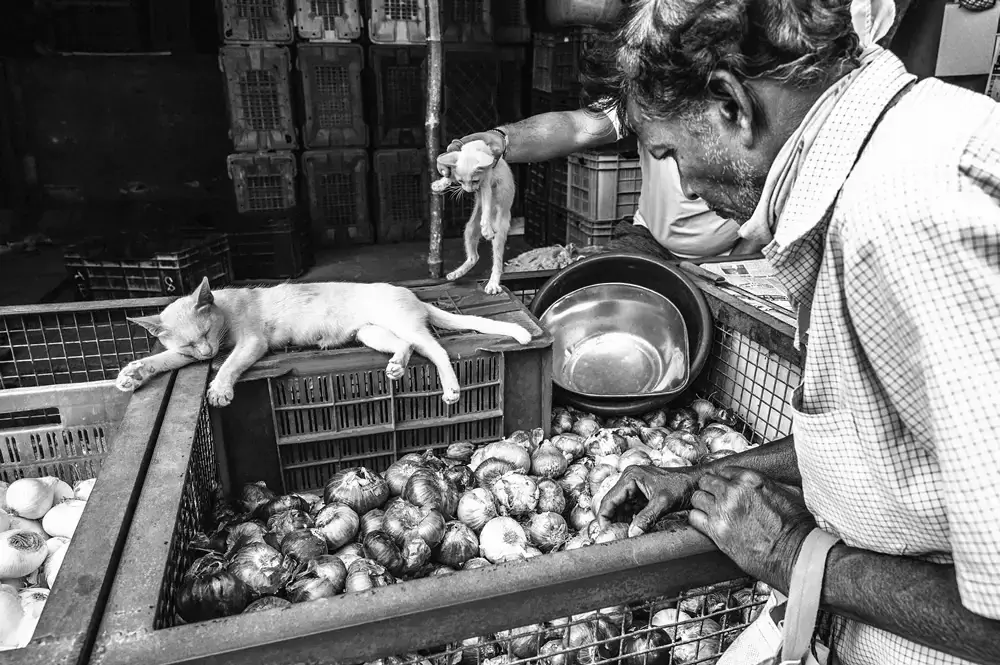 Оживленный рыбный рынок Мальвана: серия фотографий Аса Днянешвара Вайдьи