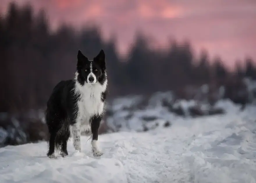 Потрясающие фотографии двух моих бордер-колли, автор: Эмили Абрахамс