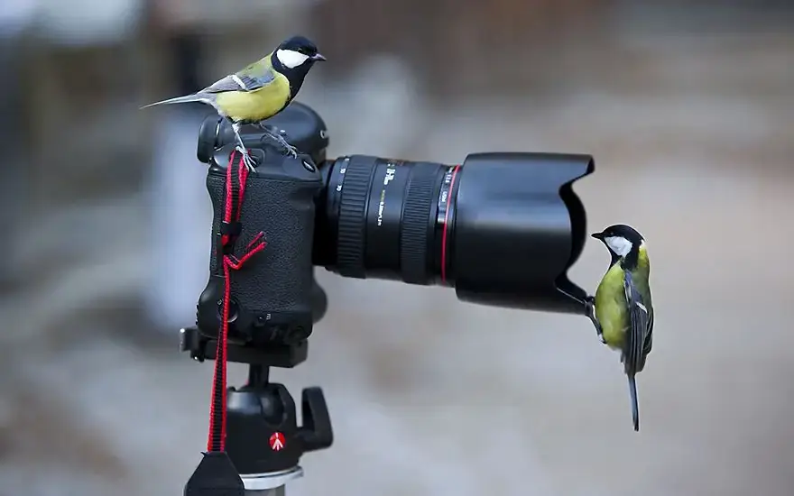 30 самых забавных фотографий животных, которые чувствуют себя комфортно с фотоаппаратом