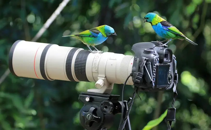 30 самых забавных фотографий животных, которые чувствуют себя комфортно с фотоаппаратом