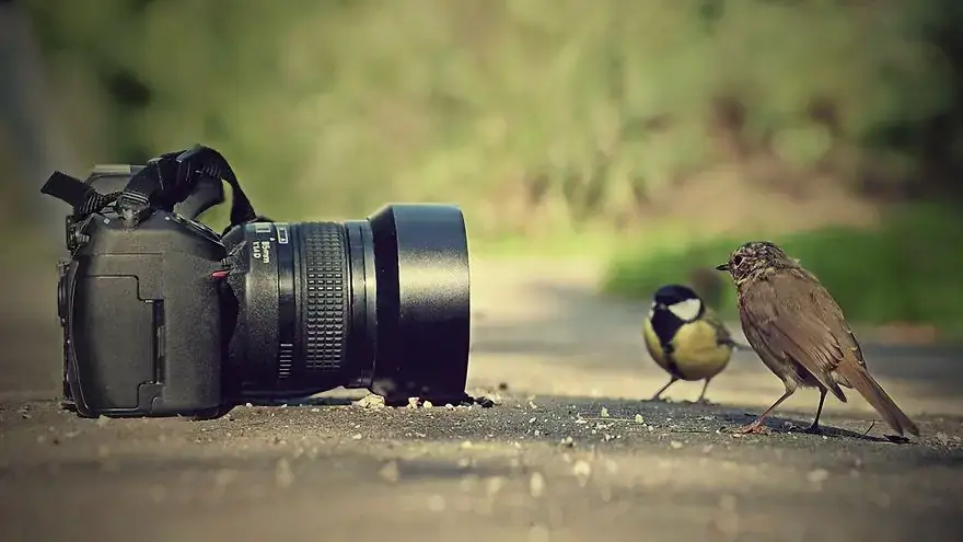 30 самых забавных фотографий животных, которые чувствуют себя комфортно с фотоаппаратом