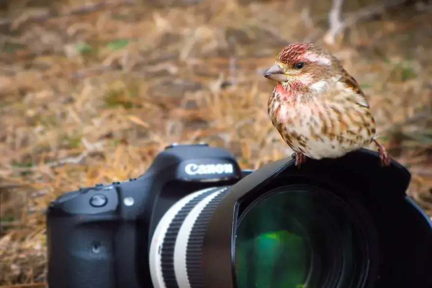 30 самых забавных фотографий животных, которые чувствуют себя комфортно с фотоаппаратом