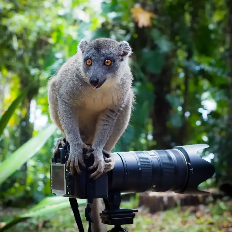 30 самых забавных фотографий животных, которые чувствуют себя комфортно с фотоаппаратом