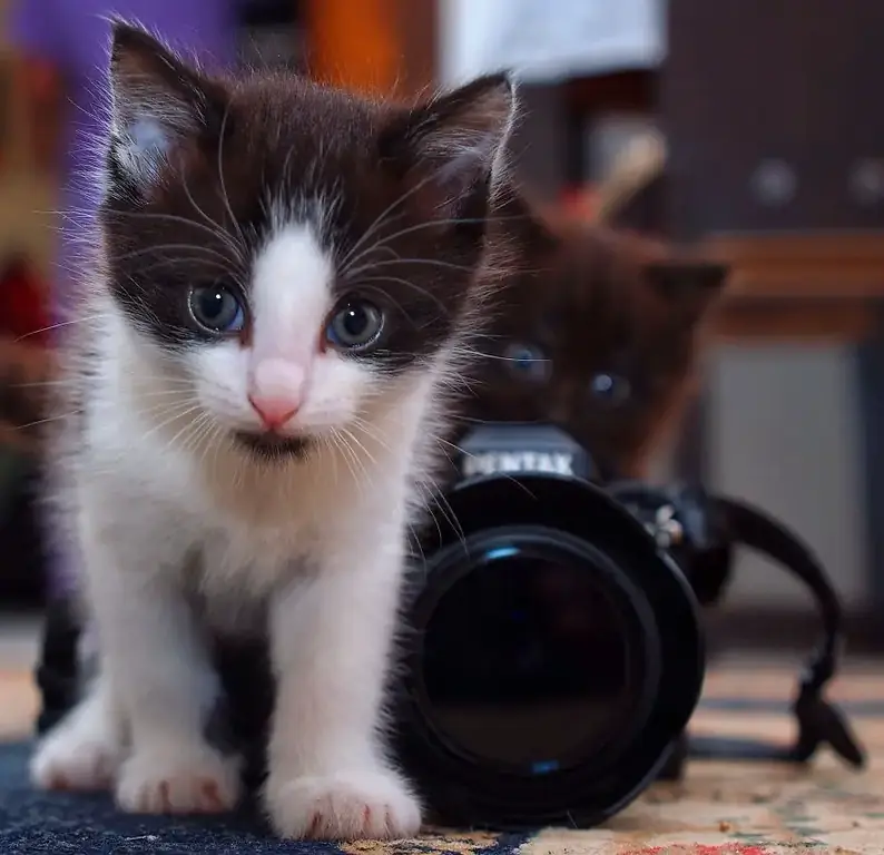 30 самых забавных фотографий животных, которые чувствуют себя комфортно с фотоаппаратом