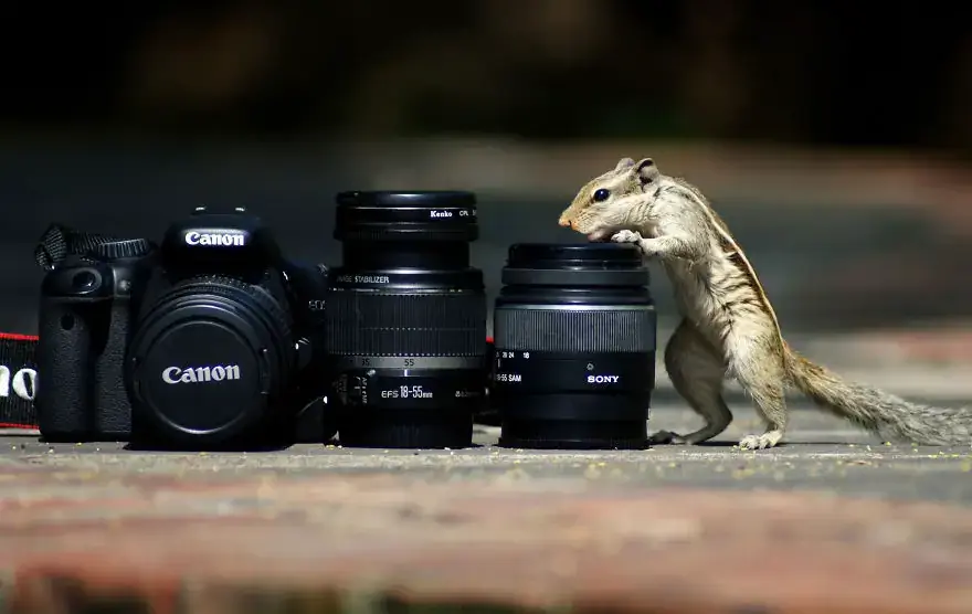 30 самых забавных фотографий животных, которые чувствуют себя комфортно с фотоаппаратом