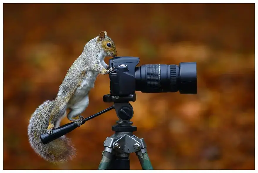 30 самых забавных фотографий животных, которые чувствуют себя комфортно с фотоаппаратом