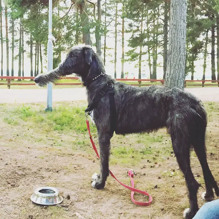 Неудачные смешные и невероятные фотографии панорамы животных