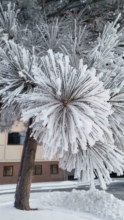 Самые удивительные зимние фотографии