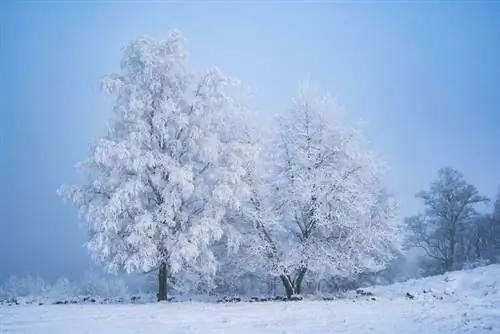 Самые удивительные зимние фотографии