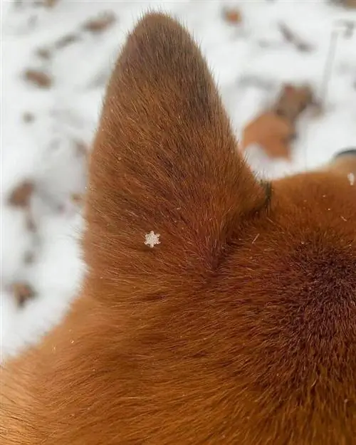 Фотографии животных Instagram Doggo Taxi