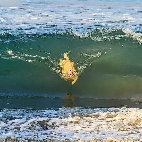 Фотографии животных Instagram Doggo Taxi