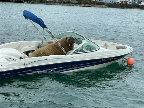 Фотографии животных Instagram Doggo Taxi