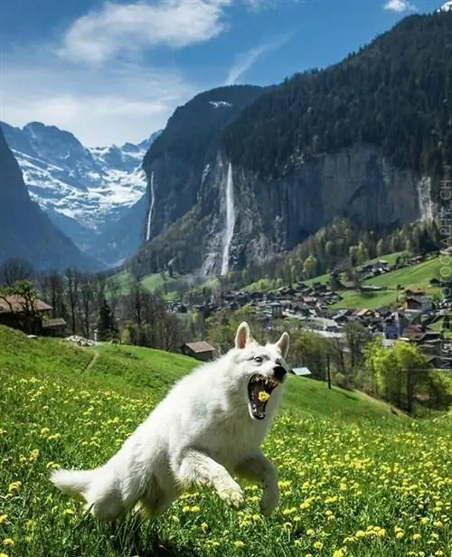 Фотографии животных Instagram Doggo Taxi