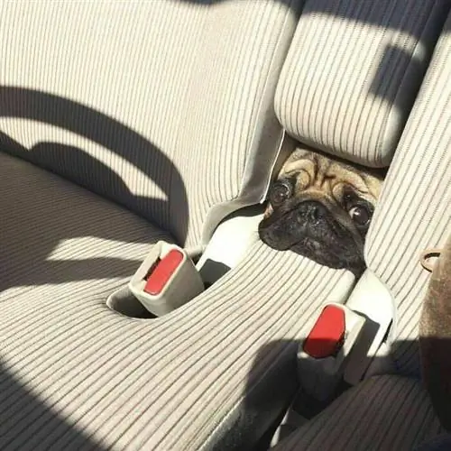 Фотографии животных Instagram Doggo Taxi