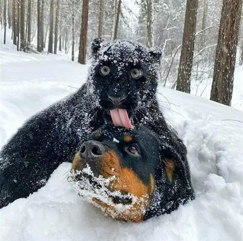 Фотографии животных Instagram Doggo Taxi