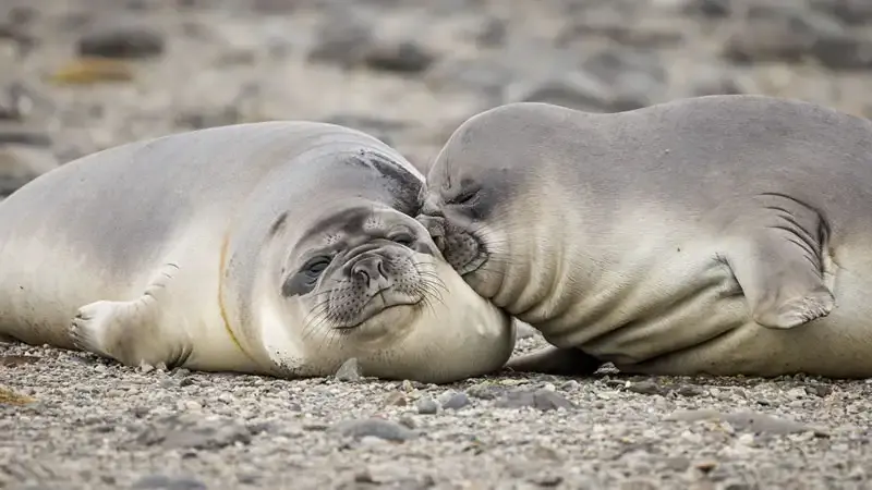 Премия Comedy Wildlife Photography Awards за лучшие фотографии