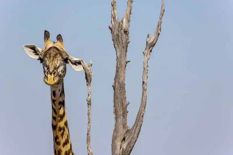 Премия Comedy Wildlife Photography Awards за лучшие фотографии