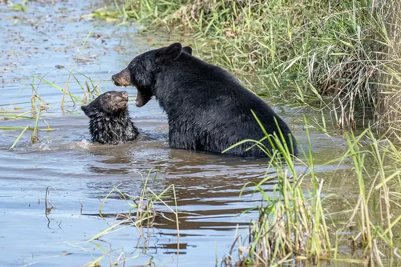 Премия Comedy Wildlife Photography Awards за лучшие фотографии