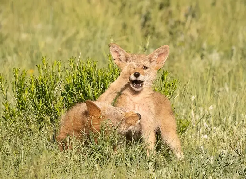 Премия Comedy Wildlife Photography Awards за лучшие фотографии