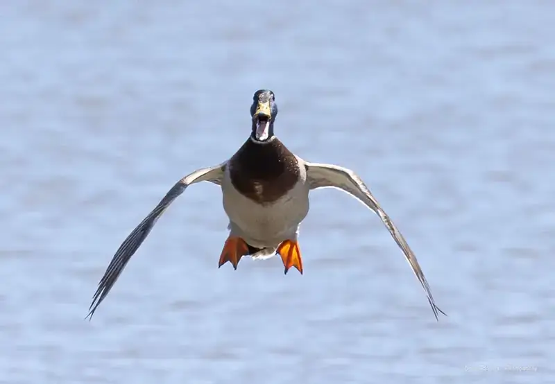 Премия Comedy Wildlife Photography Awards за лучшие фотографии