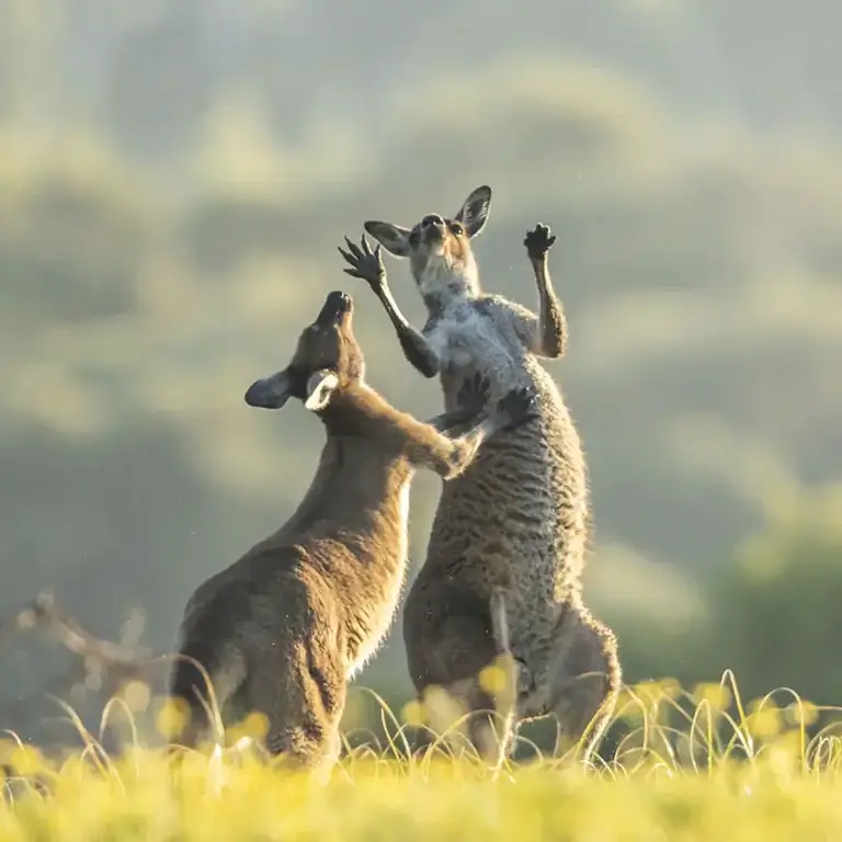 Премия Comedy Wildlife Photography Awards за лучшие фотографии