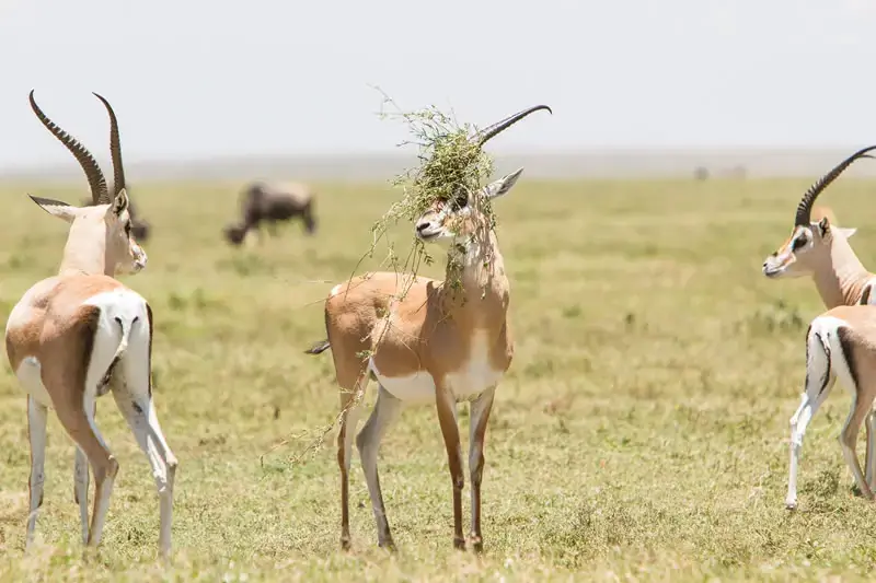 Премия Comedy Wildlife Photography Awards за лучшие фотографии