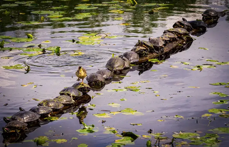 Премия Comedy Wildlife Photography Awards за лучшие фотографии