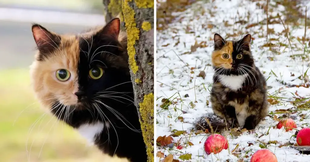 Знакомьтесь, Яна, очаровательная кошка-химера, которая выглядит так, будто у нее два лица