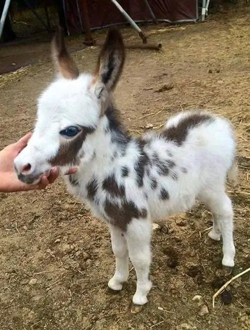 Самые милые фотографии детенышей животных