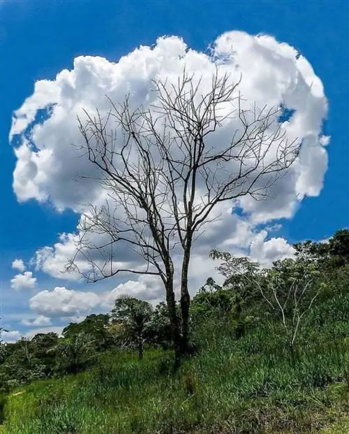 Примеры фотографий парейдолии