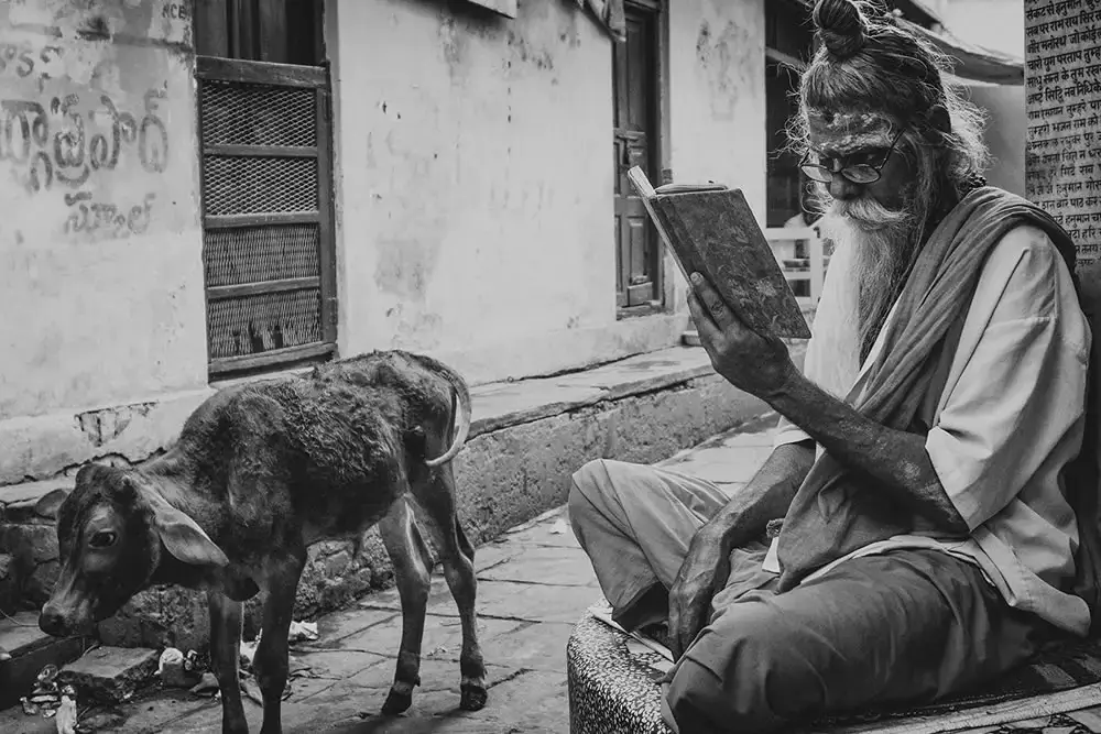 Сосуществование: фотограф Суприйо Р. Саркар запечатлел быков Варанаси