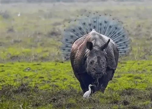 Сбивающие с толку фотографии Посмотрите их еще раз